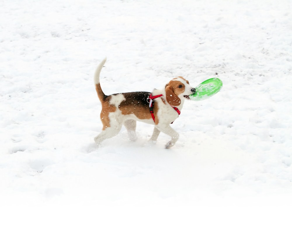 a dog carrying a frisbee in its mouth in the snow