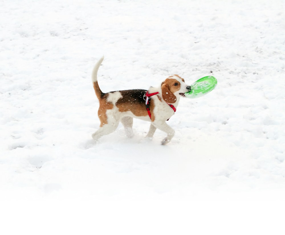 Ein Hund, der im Schnee einen Frisbee im Maul trägt