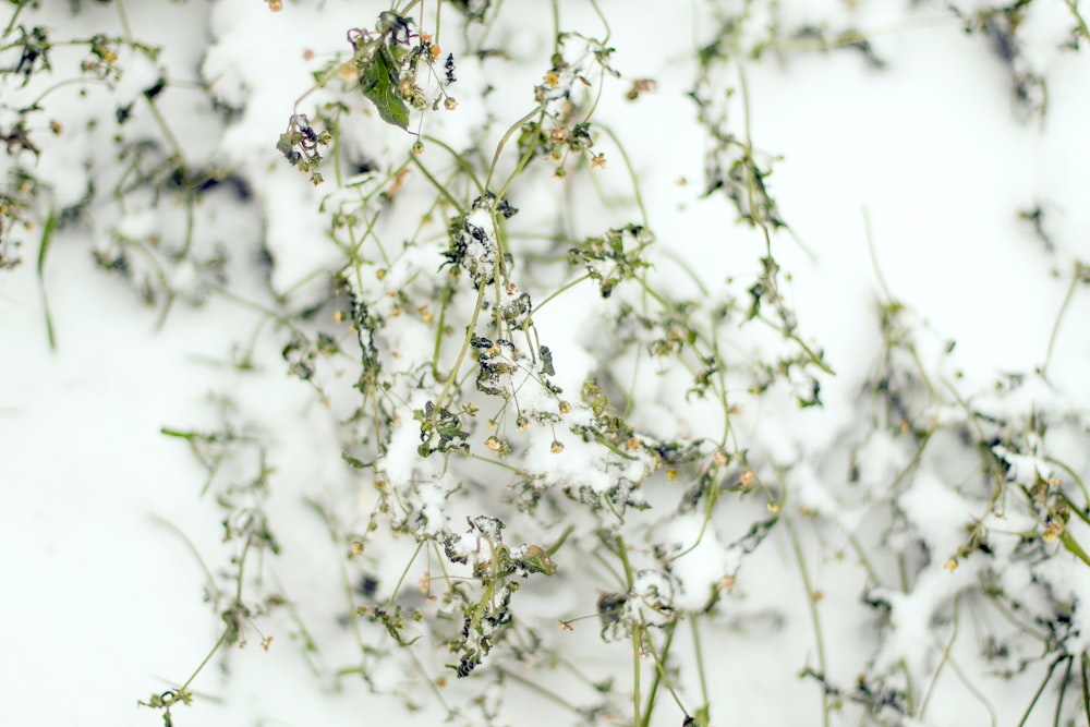 a bunch of flowers that are covered in snow