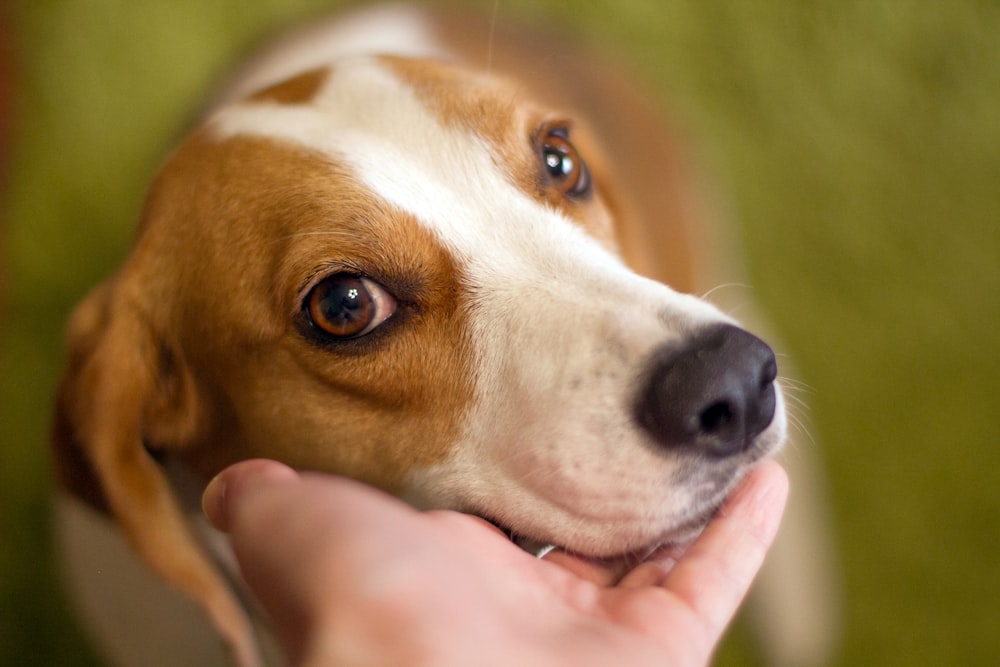 a close up of a person petting a dog