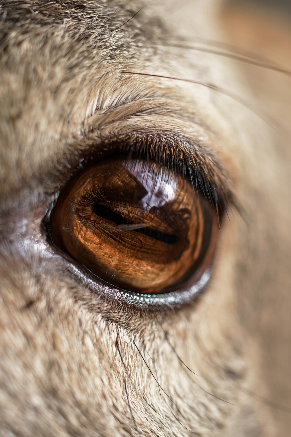 a close up of a dog's brown eye
