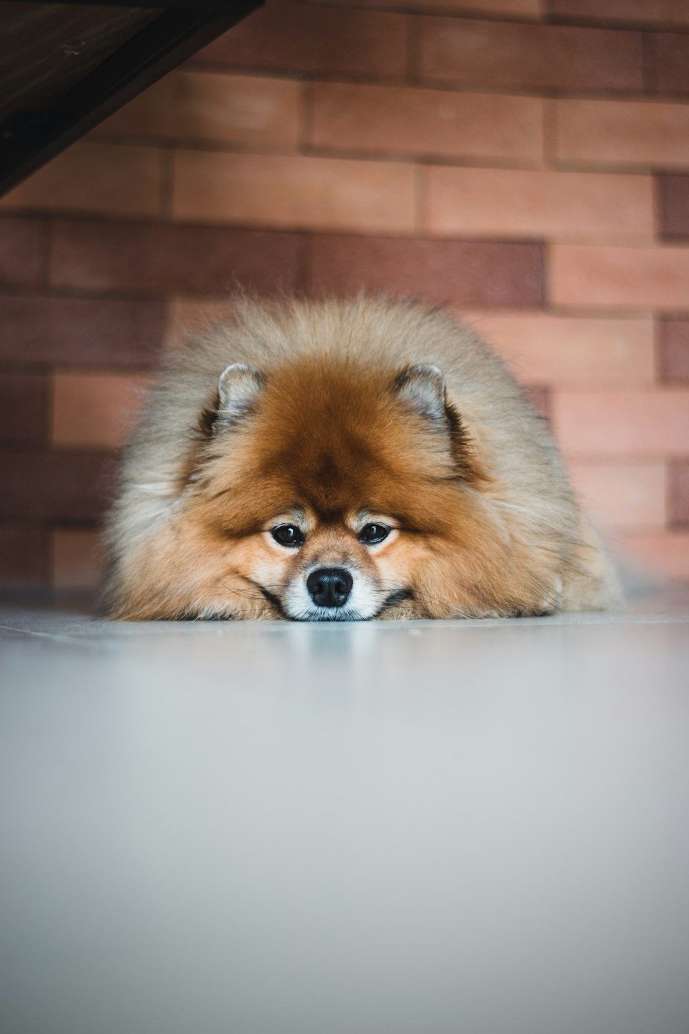 un petit chien brun allongé sur un sol