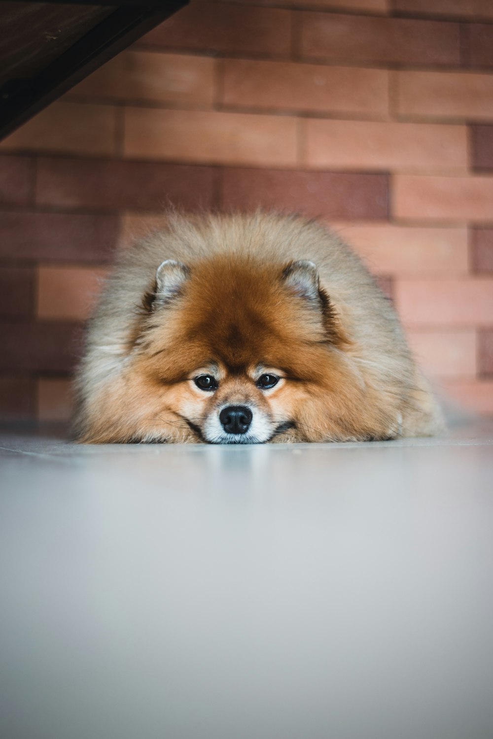 a small brown dog laying on top of a floor