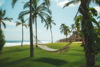a hammock between two palm trees on the beach