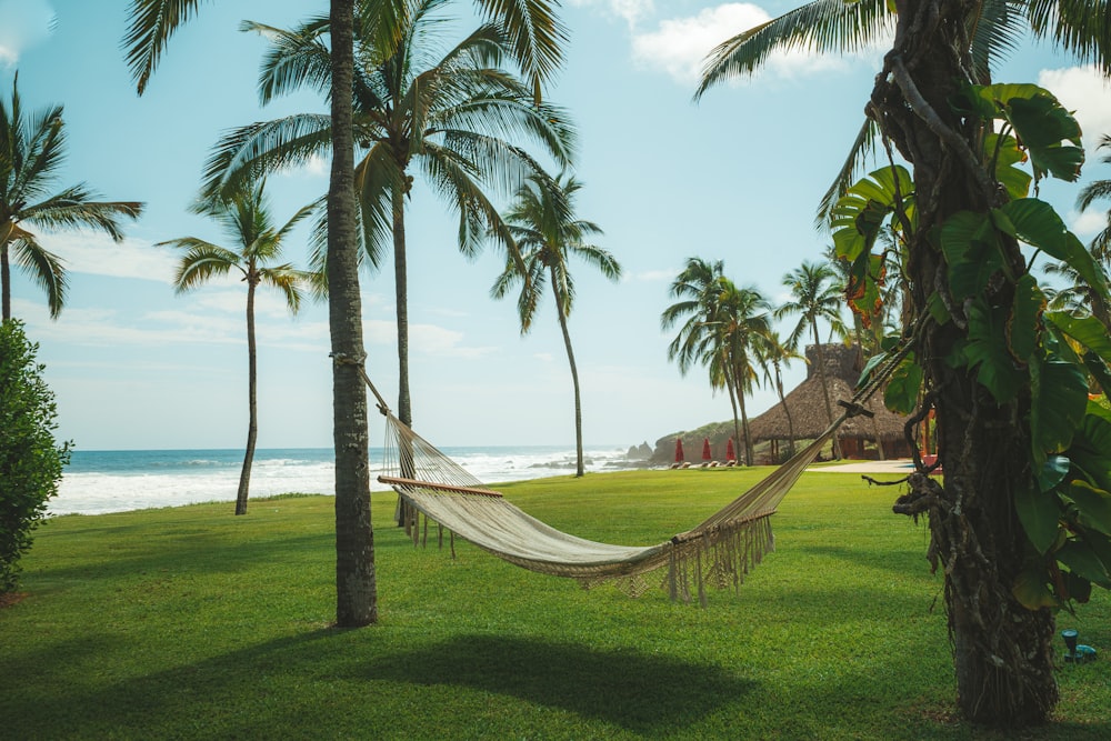 a hammock between two palm trees on the beach