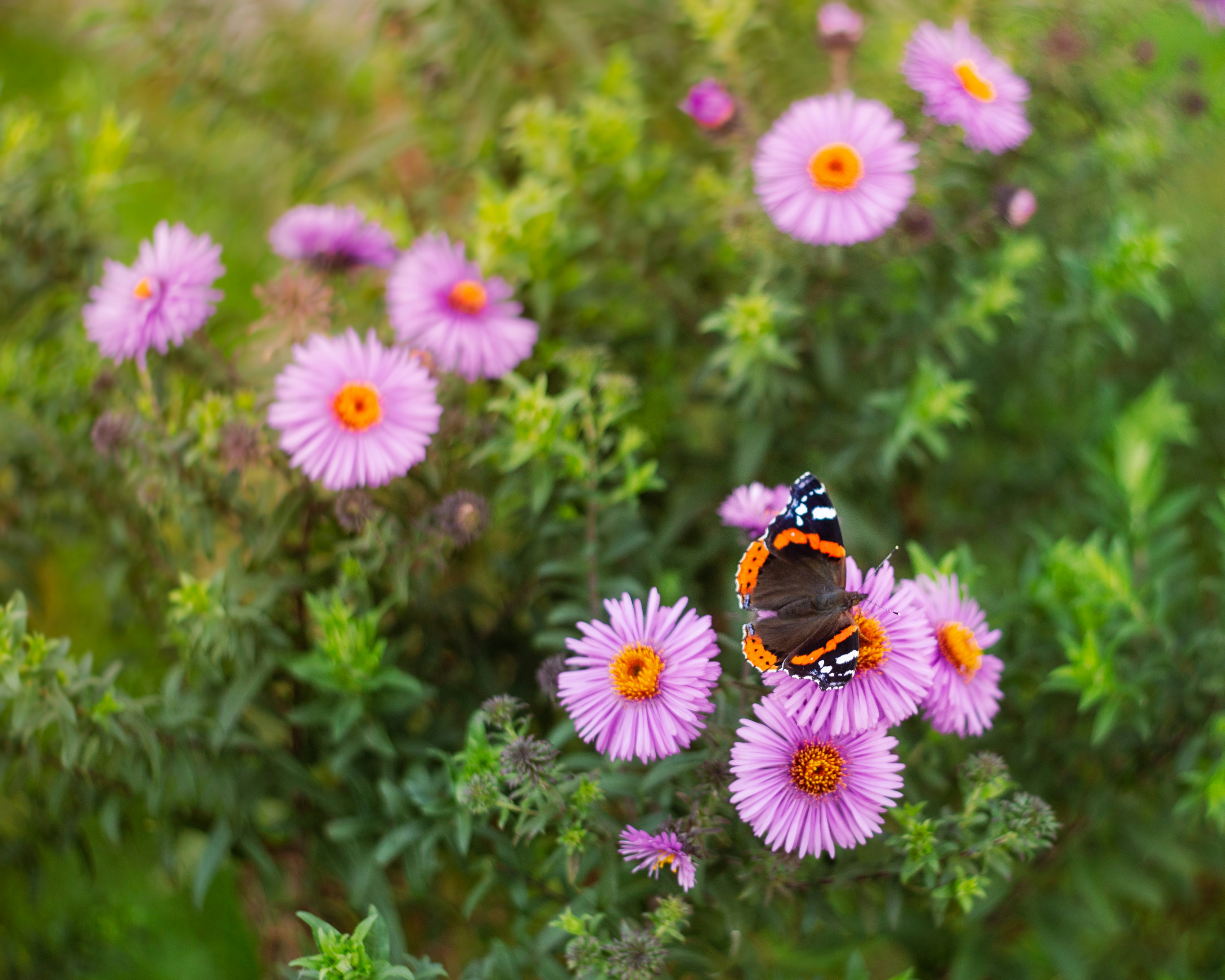 a close up of a flower garden