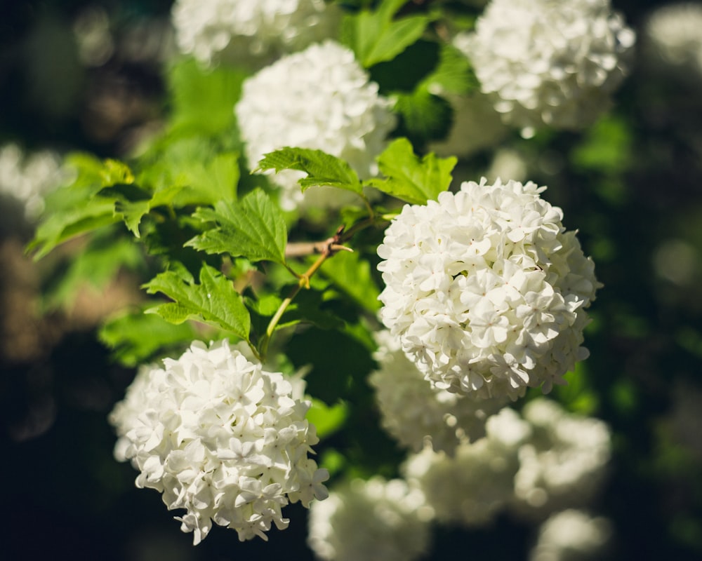 a bush of white flowers with green leaves