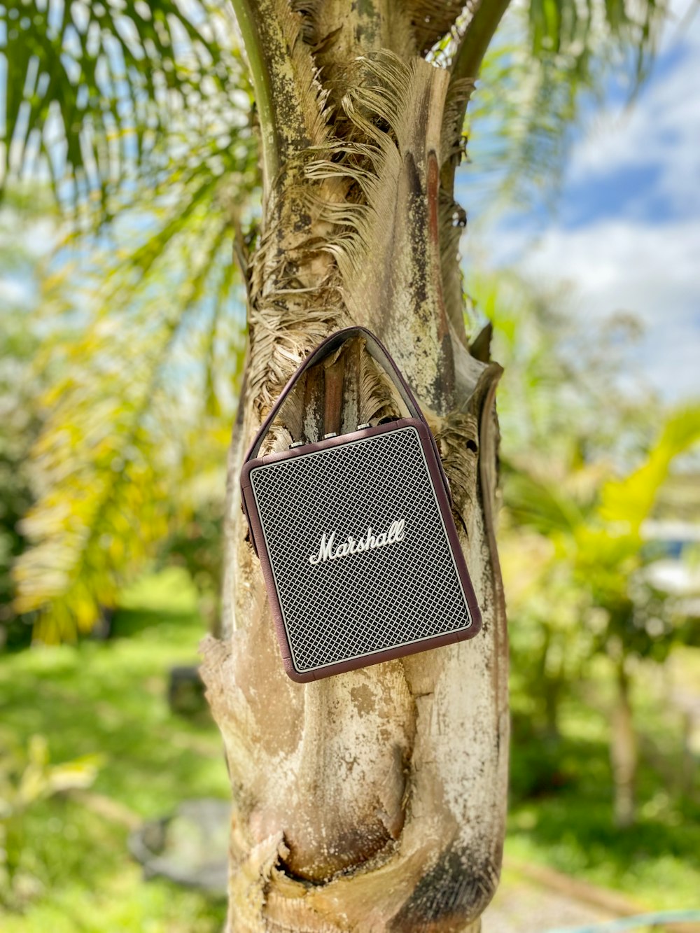 a tree with a sign hanging from it's trunk