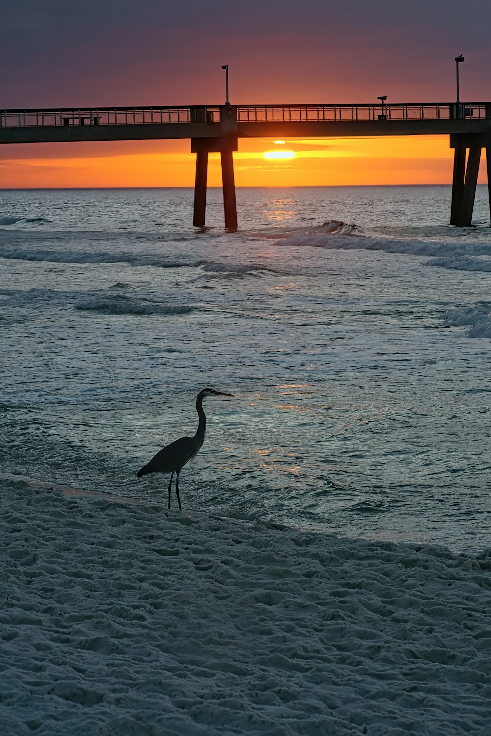 a bird is standing on the beach at sunset