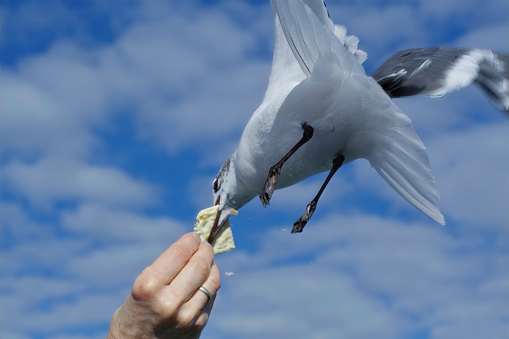 a person feeding a bird with a piece of paper