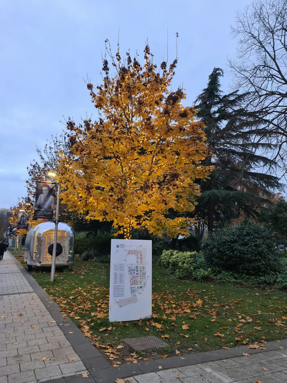 a tree with yellow leaves and a sign in front of it