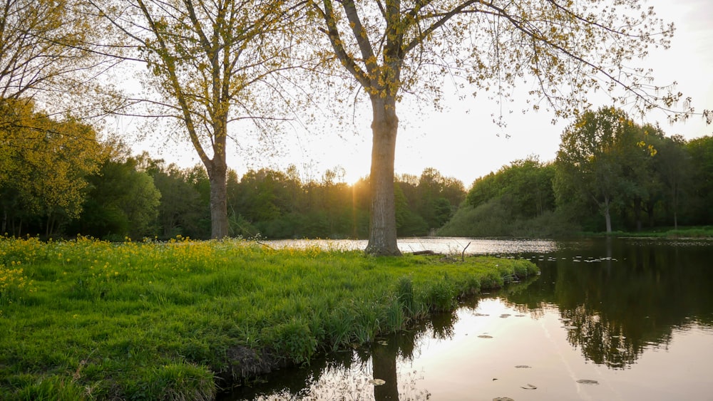 a river running through a lush green forest