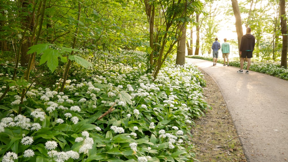 a couple of people walking down a path through a forest