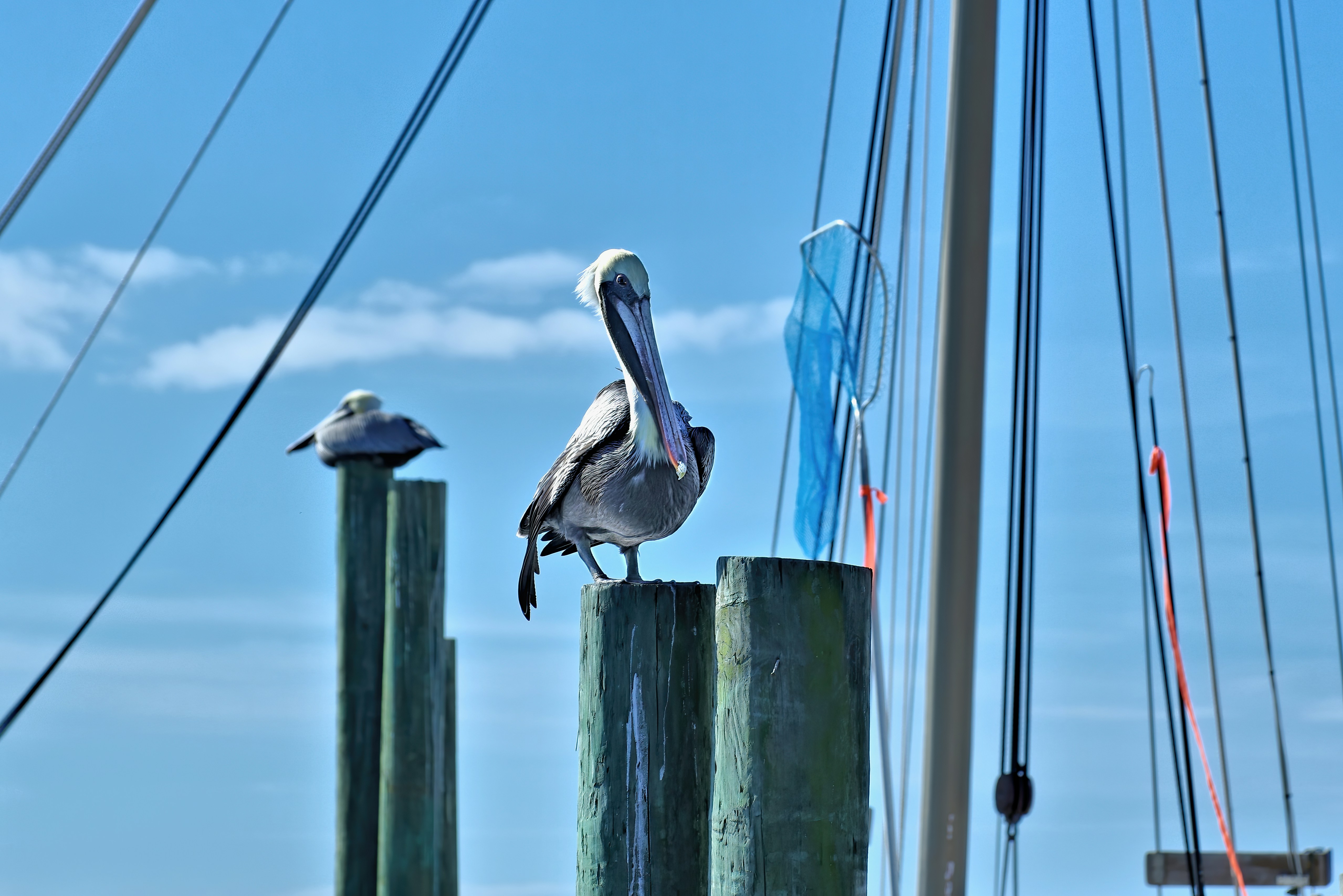 two pelicans are perched on a wooden post