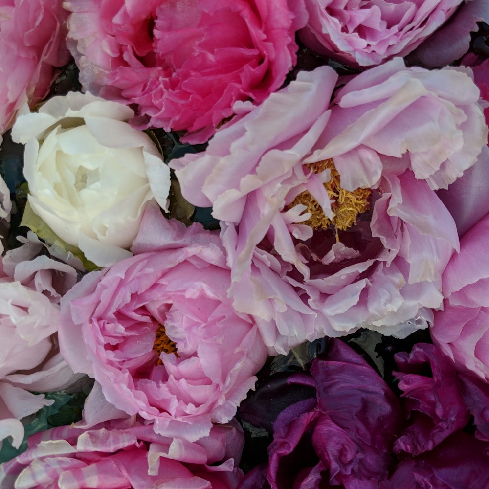 a bunch of pink and white flowers