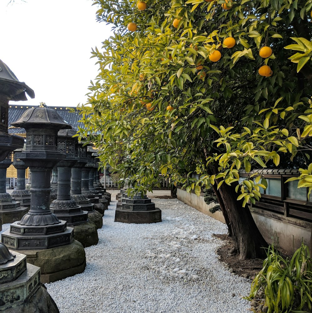 an orange tree is growing in a garden