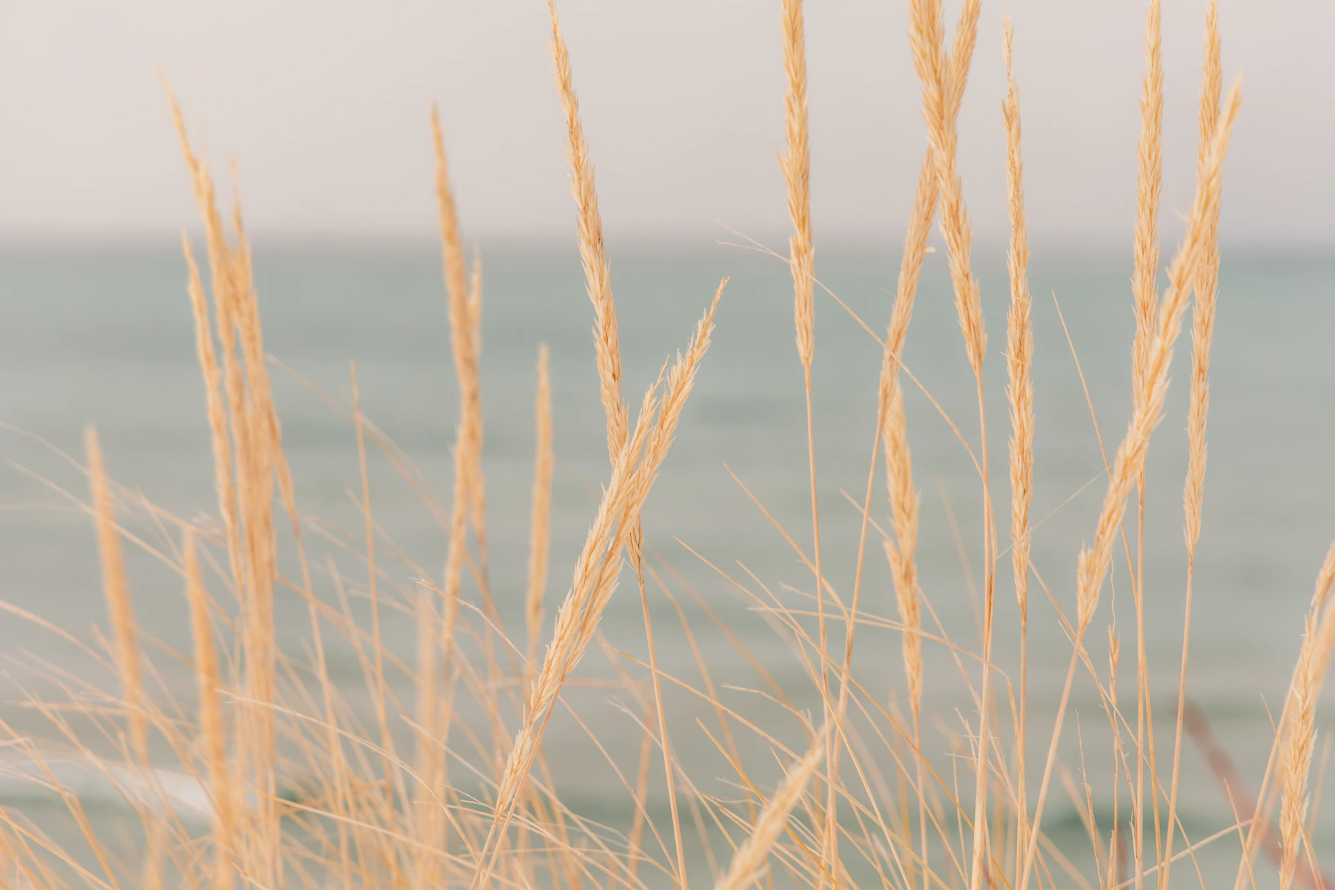 a close up of some tall grass near the ocean
