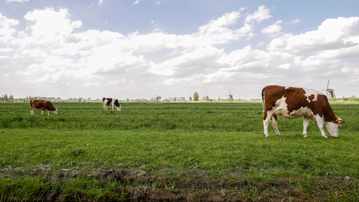 a group of cows grazing on a lush green field