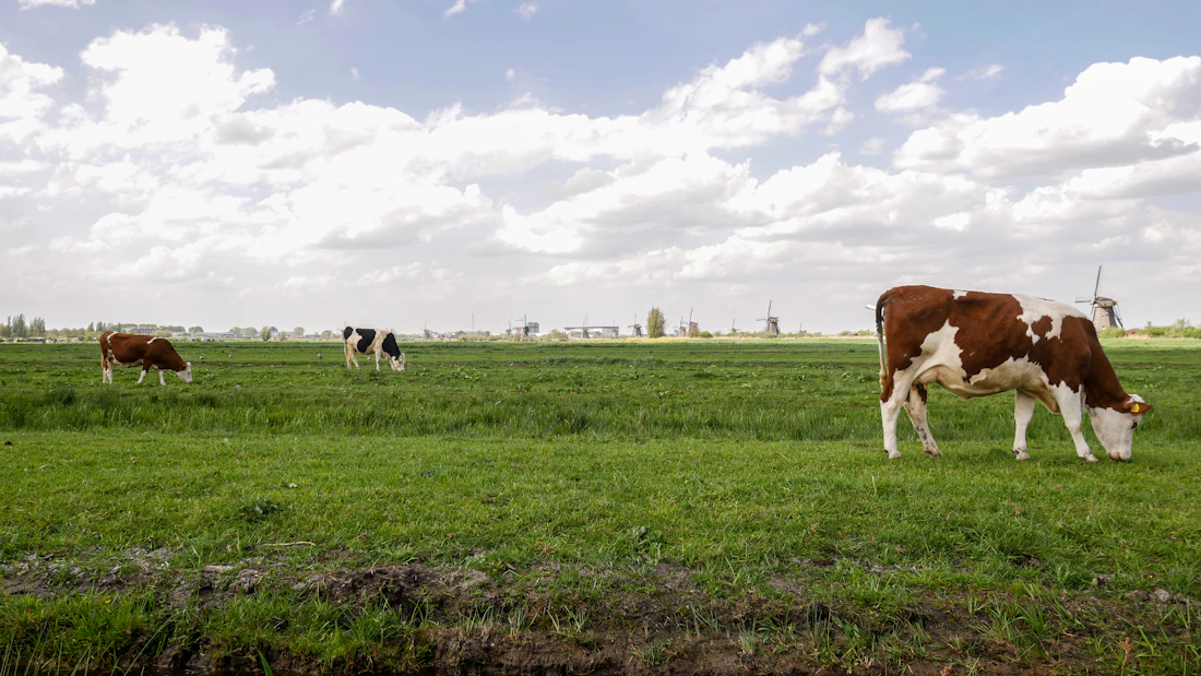 Cows grazing on a lush green paddock
