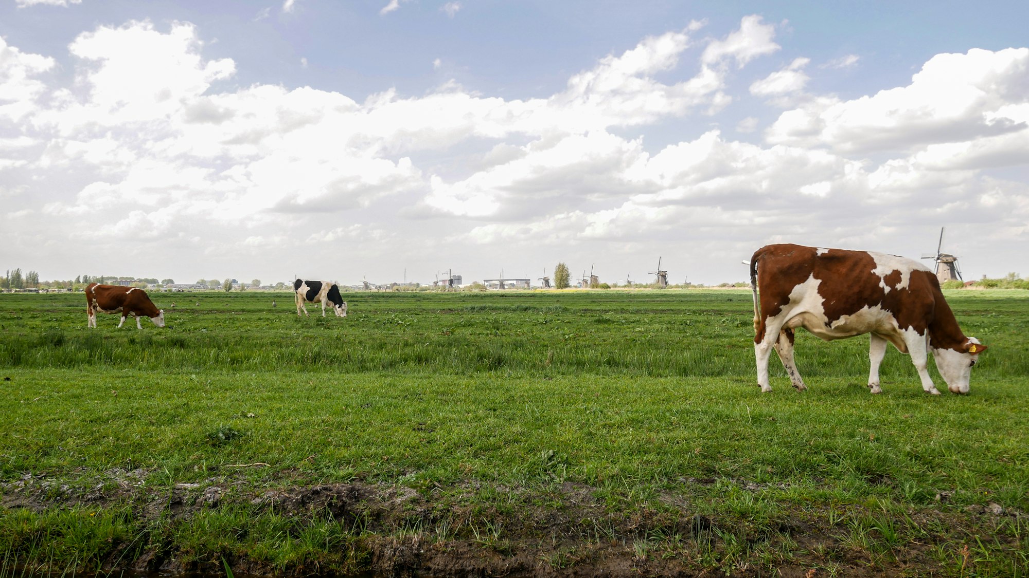 a group of cows grazing on a lush green field