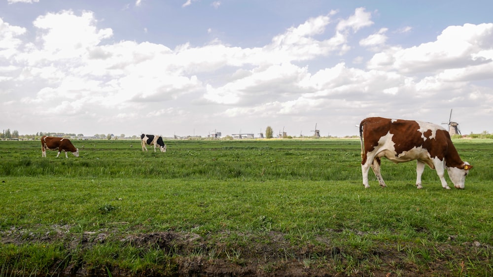 a group of cows grazing on a lush green field