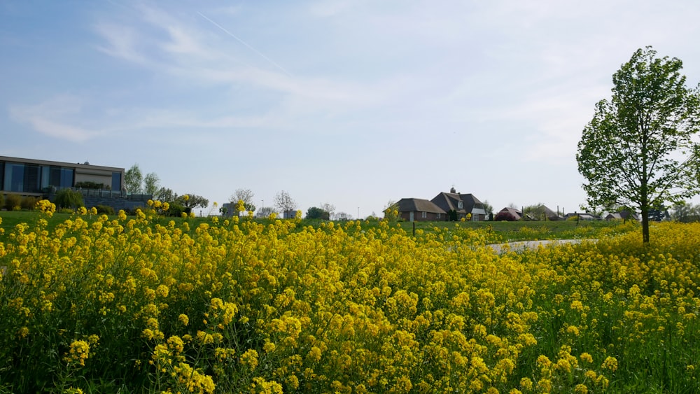 a field full of yellow flowers with houses in the background