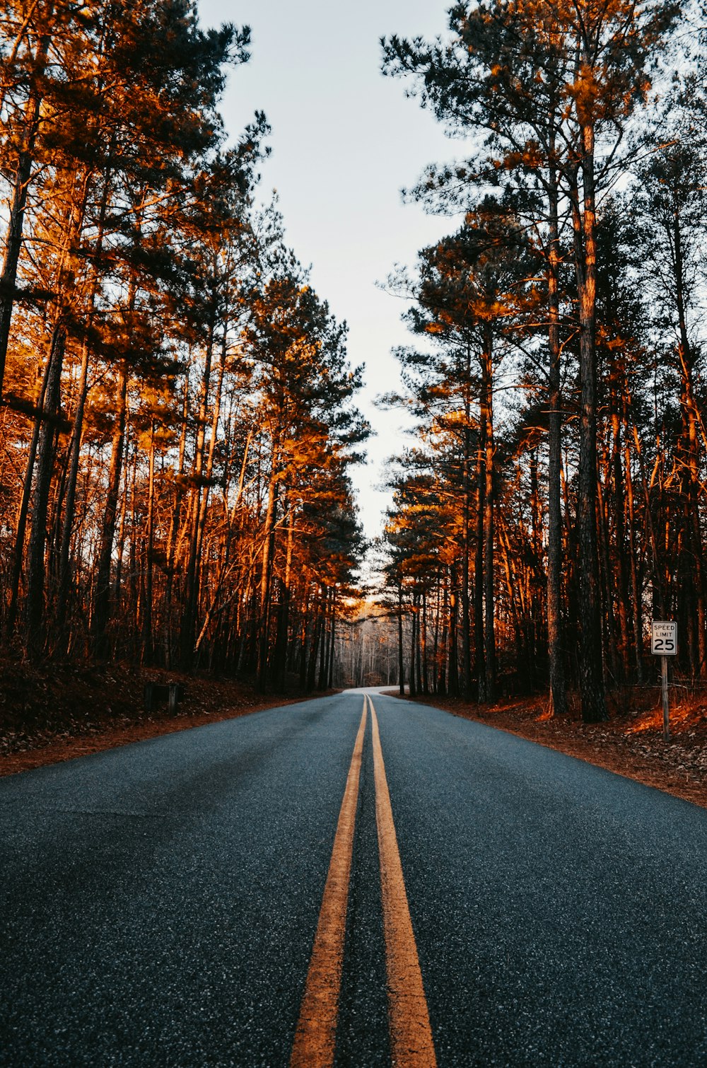 Une route vide au milieu d’une forêt