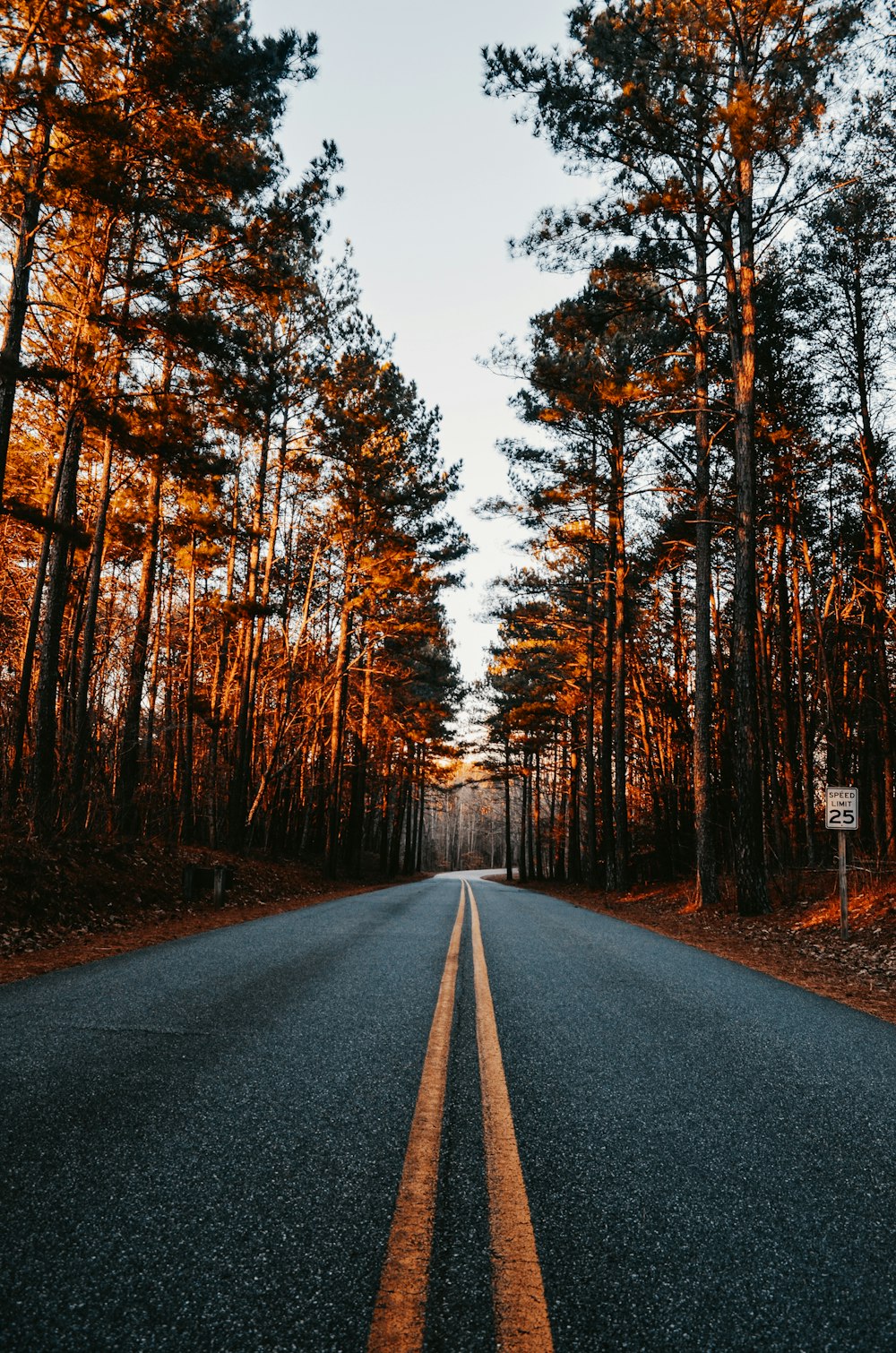 an empty road in the middle of a forest