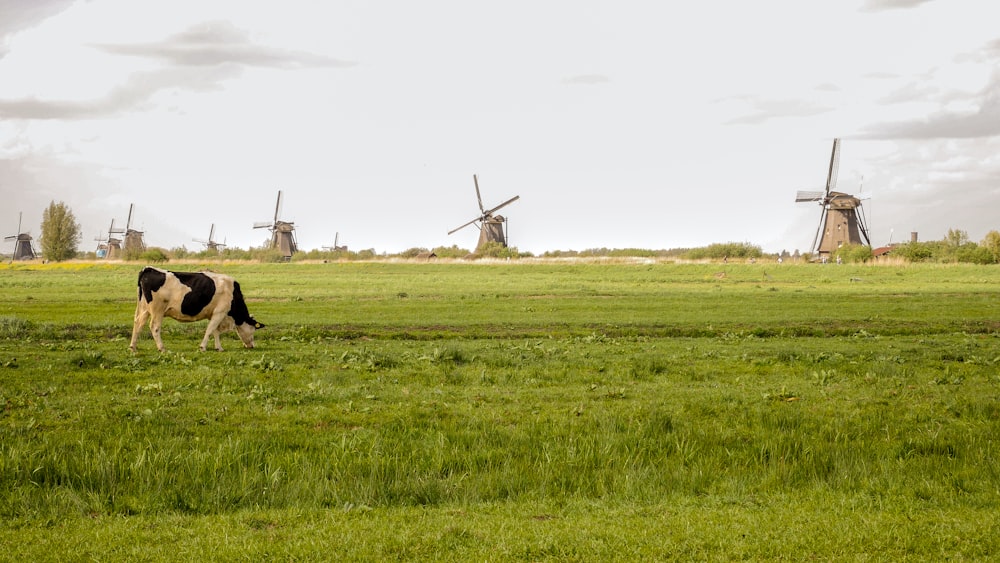 Eine Kuh grast auf einem Feld mit Windmühlen im Hintergrund