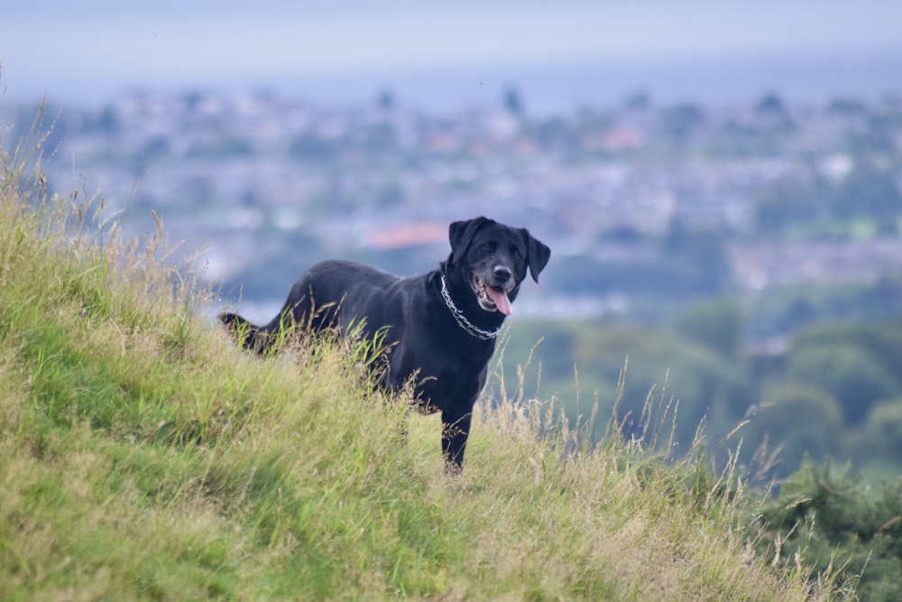 a black dog standing on top of a lush green hillside