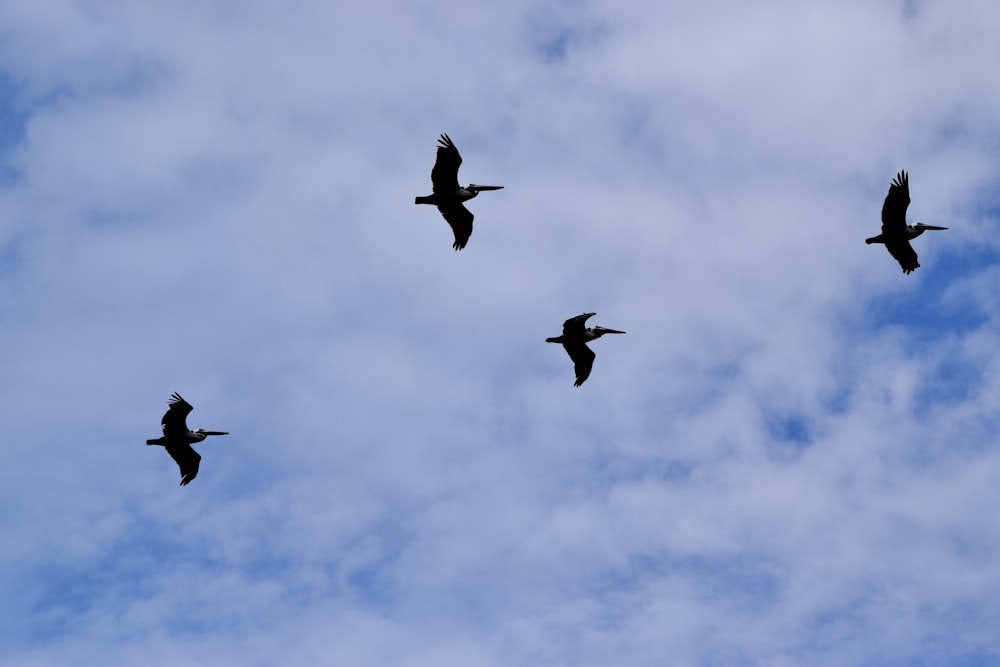 une volée d’oiseaux volant dans un ciel bleu nuageux