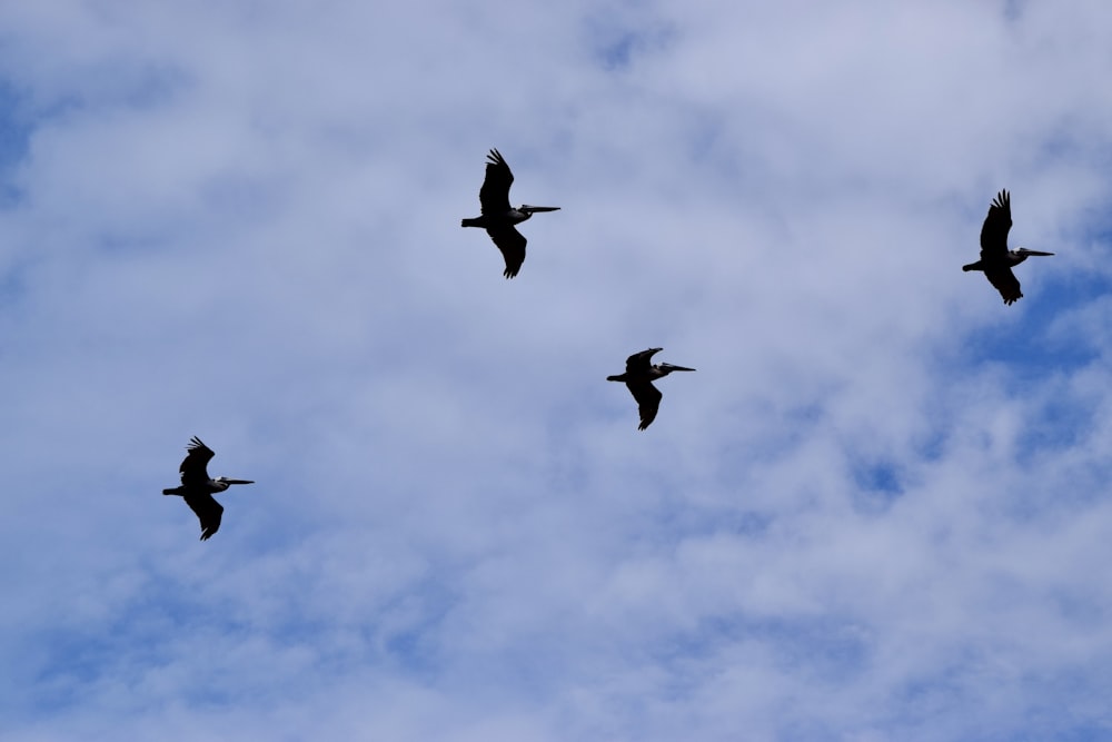 a flock of birds flying through a cloudy blue sky