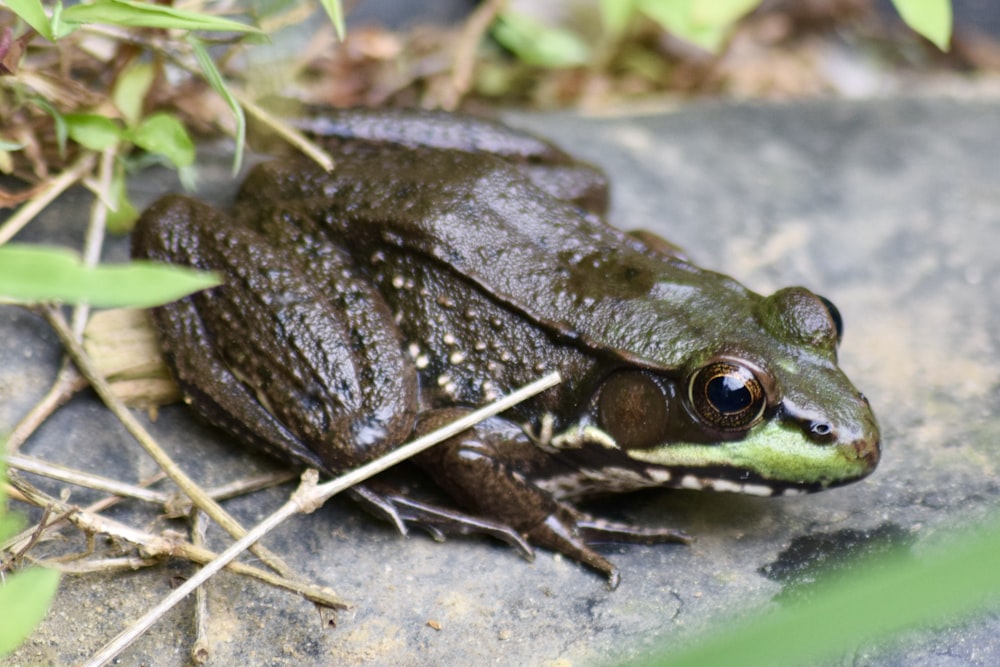 a frog sitting on top of a rock