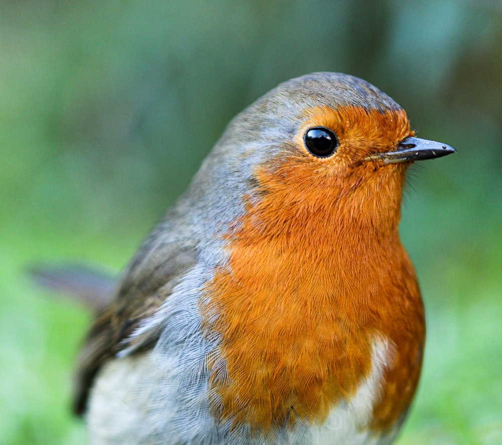 a close up of a bird on a grass field