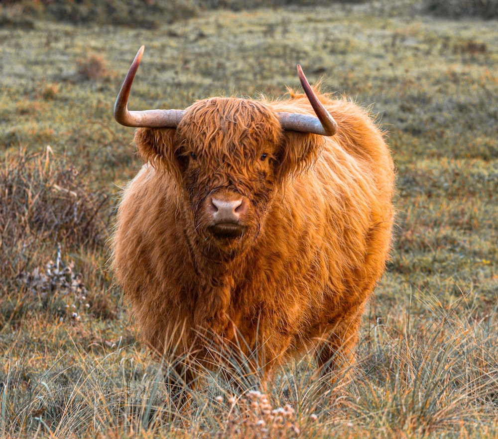 a large brown animal standing on top of a grass covered field