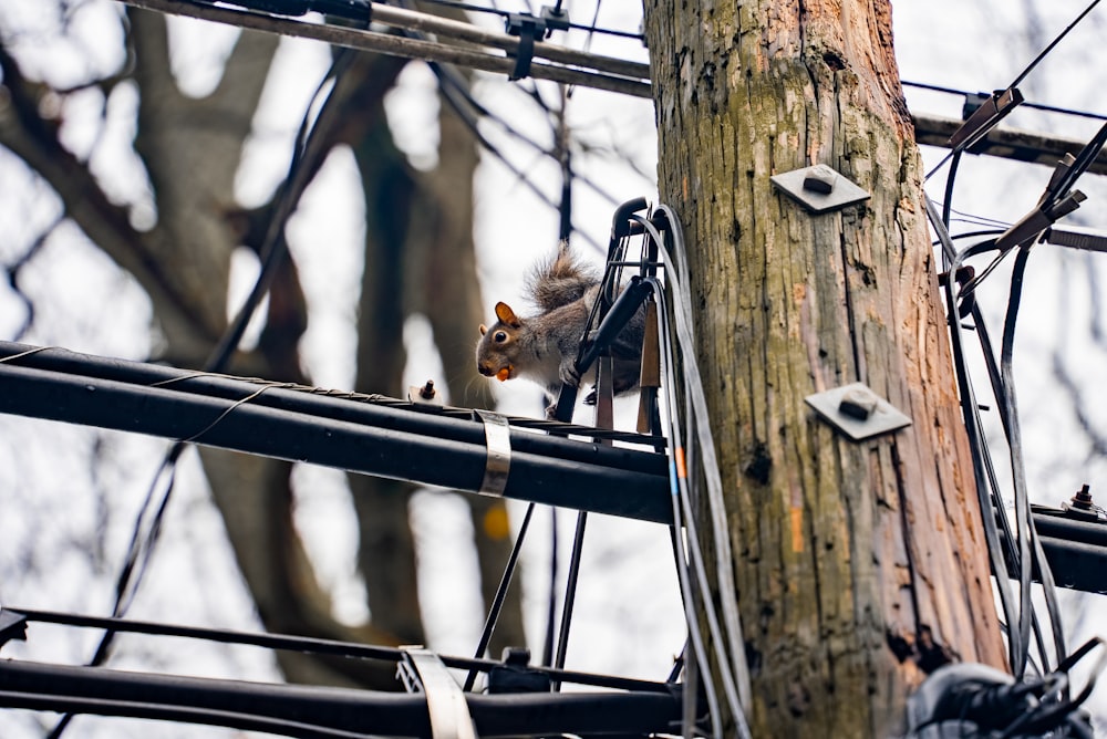 a squirrel sitting on top of a power pole