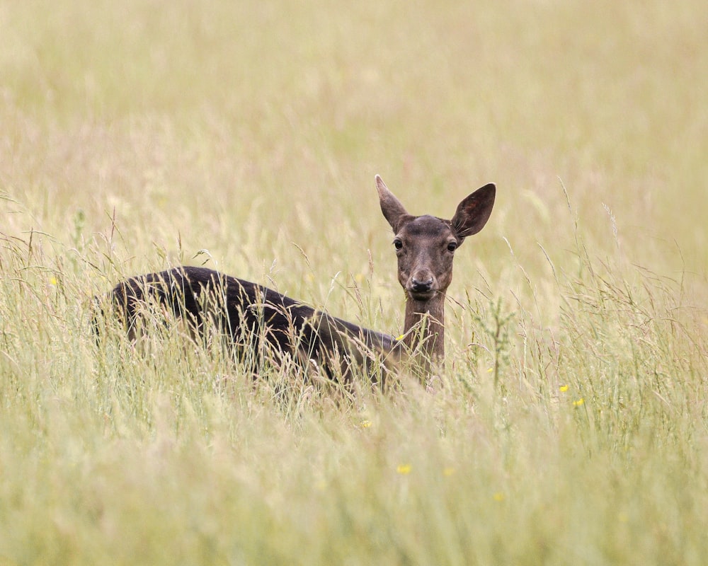 a deer is sitting in the tall grass