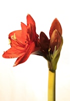 a close up of a amaryllis flower with a white background