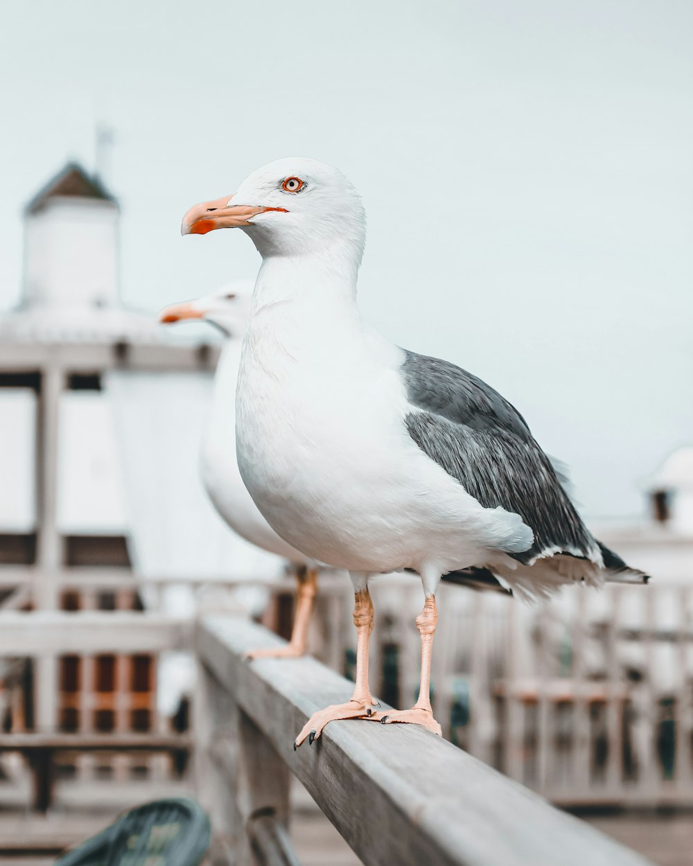 a seagull standing on a wooden rail near a pier