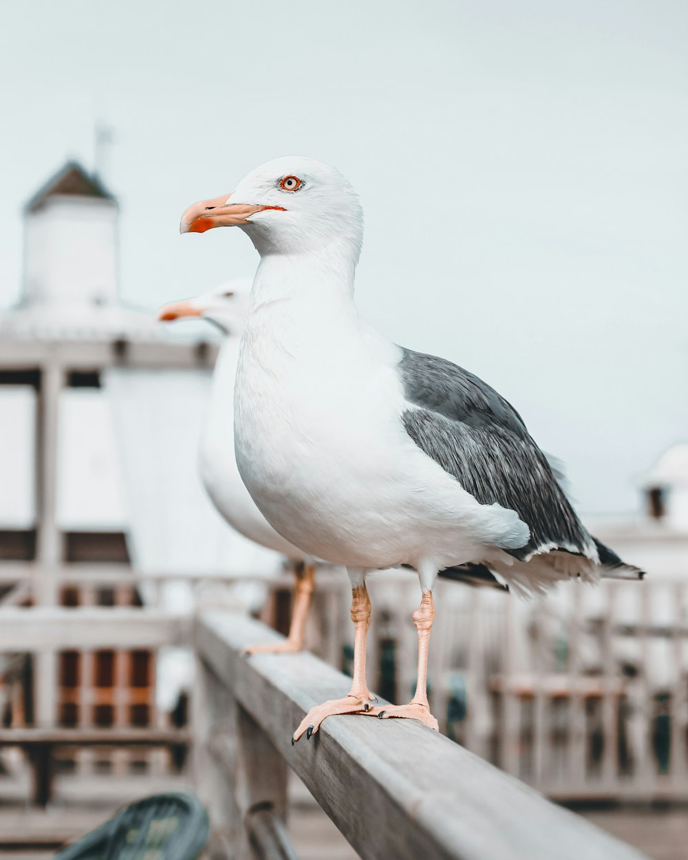 Une mouette debout sur un rail en bois près d’une jetée