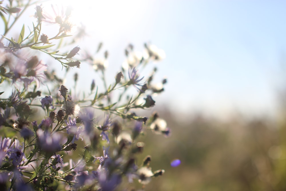 a close up of a bunch of purple flowers