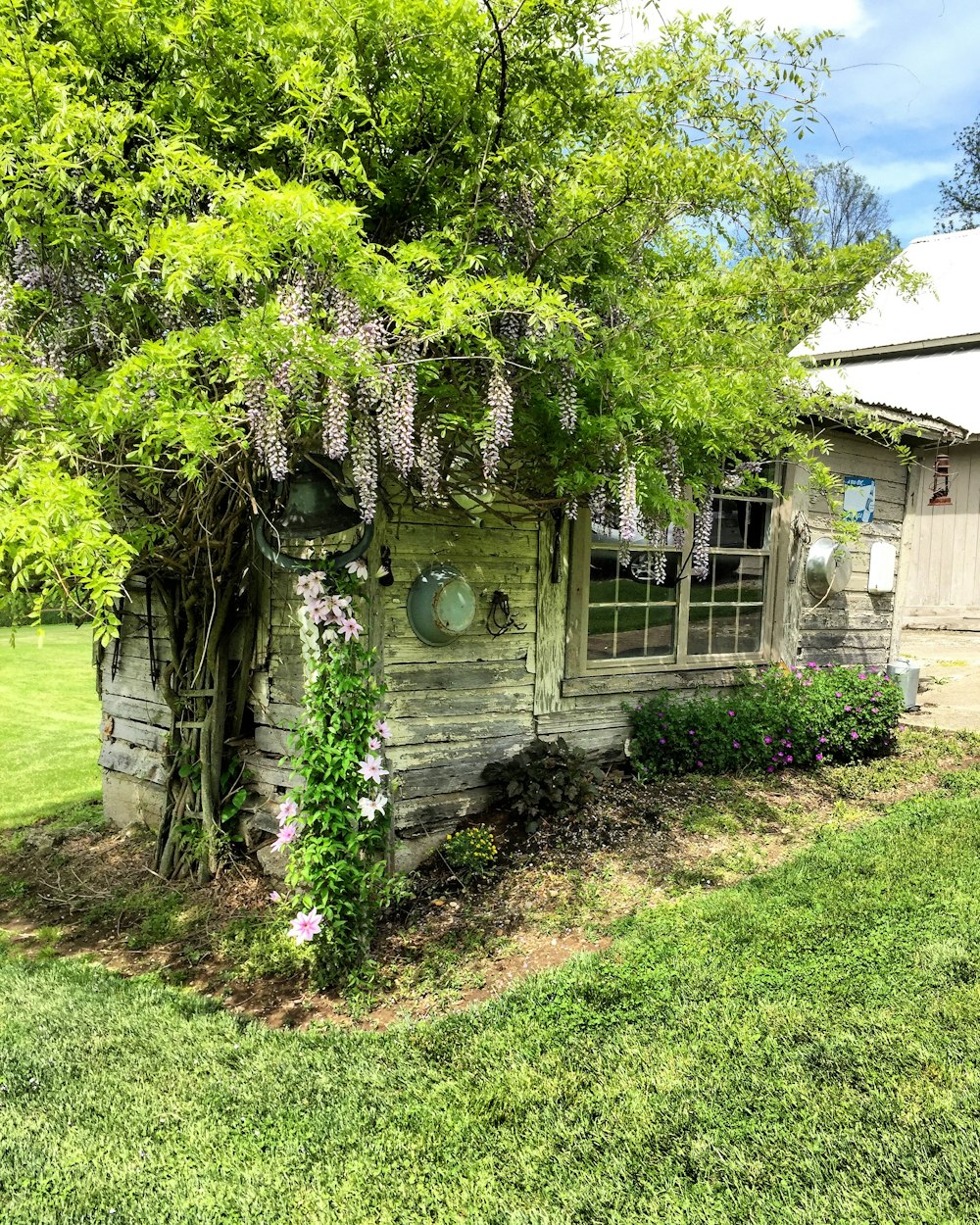 a house with a tree and flowers growing out of it