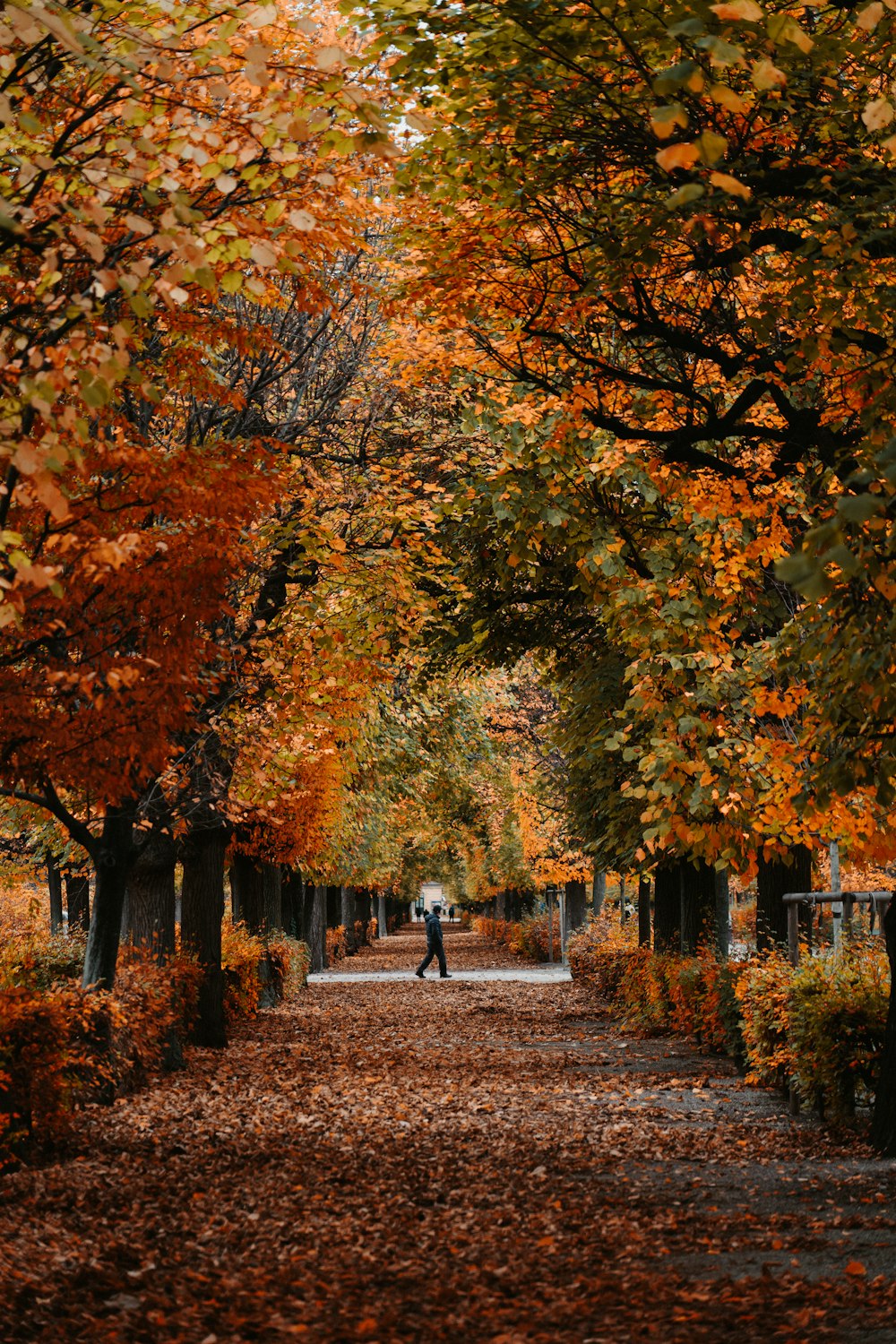 a person walking down a leaf covered path