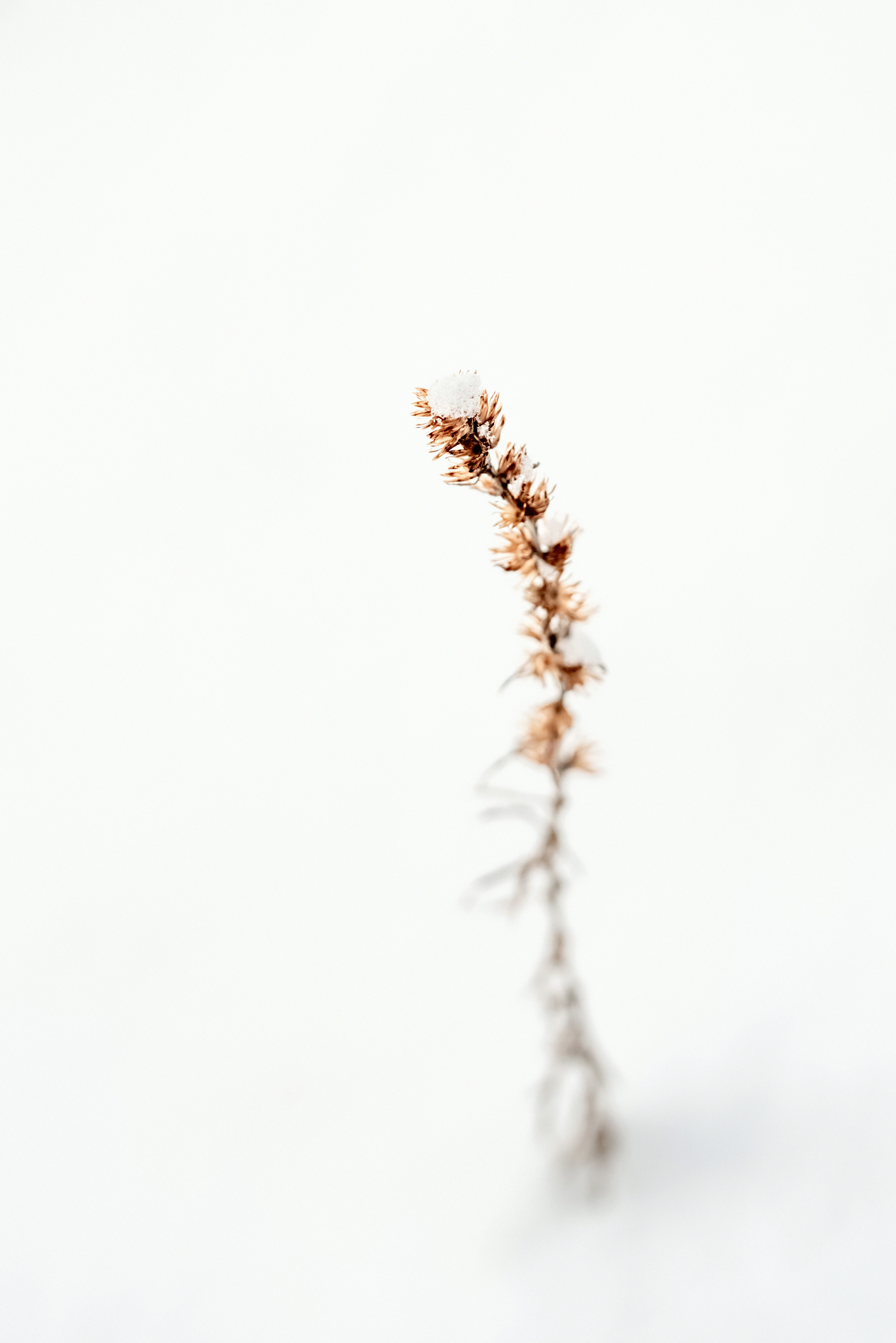 Photo by lauraadaiphoto