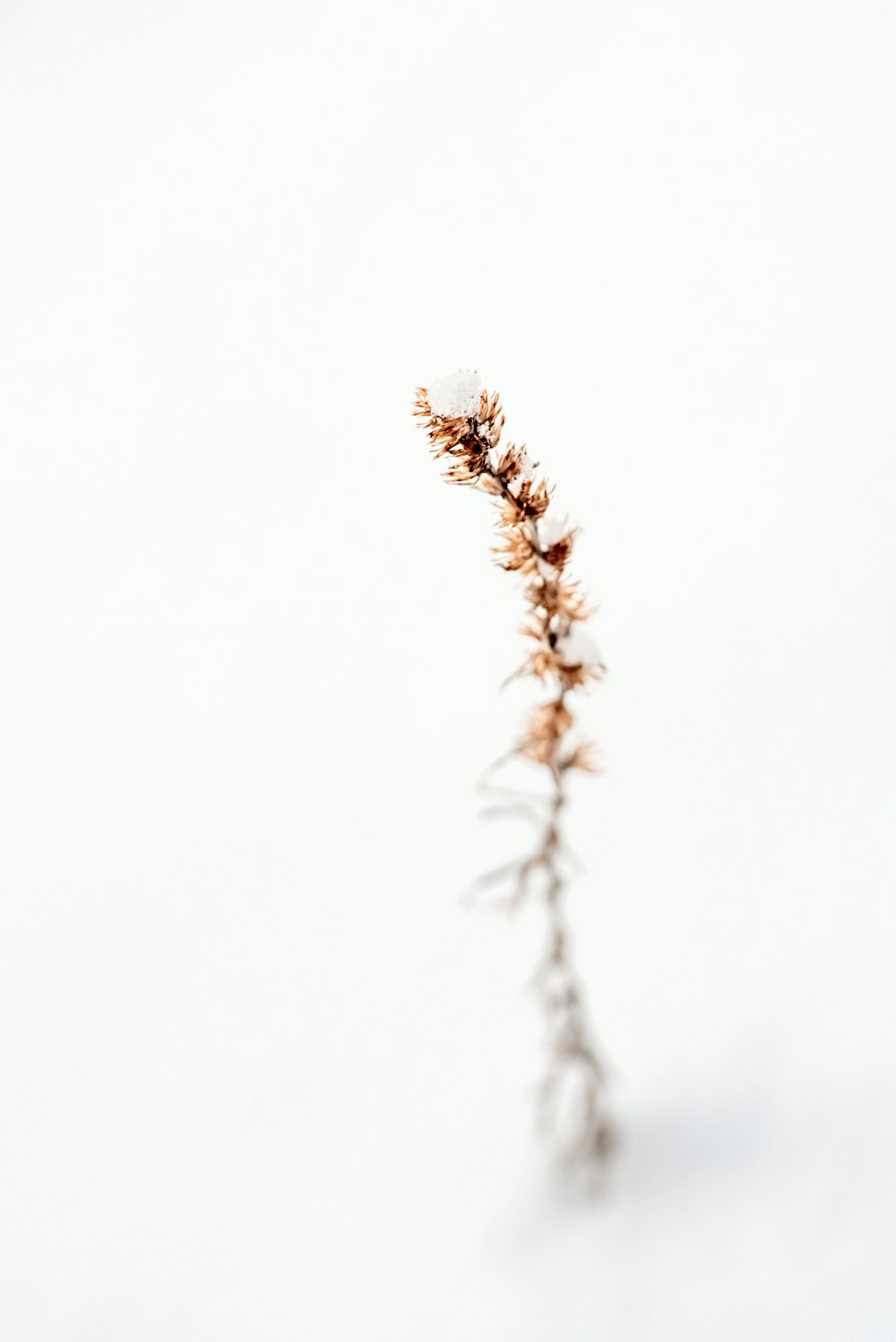 a small plant is shown in the middle of a white background