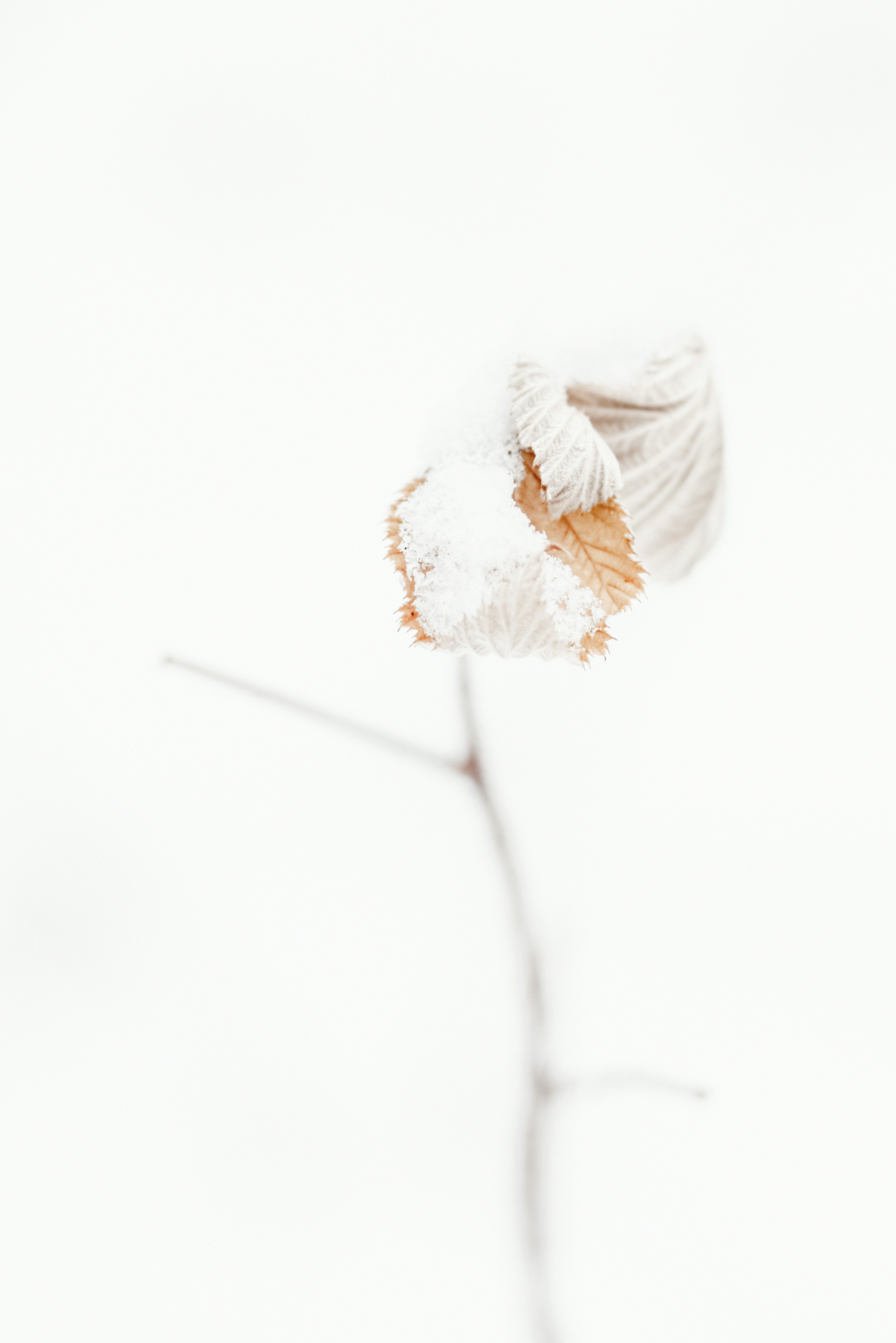 Photo by lauraadaiphoto