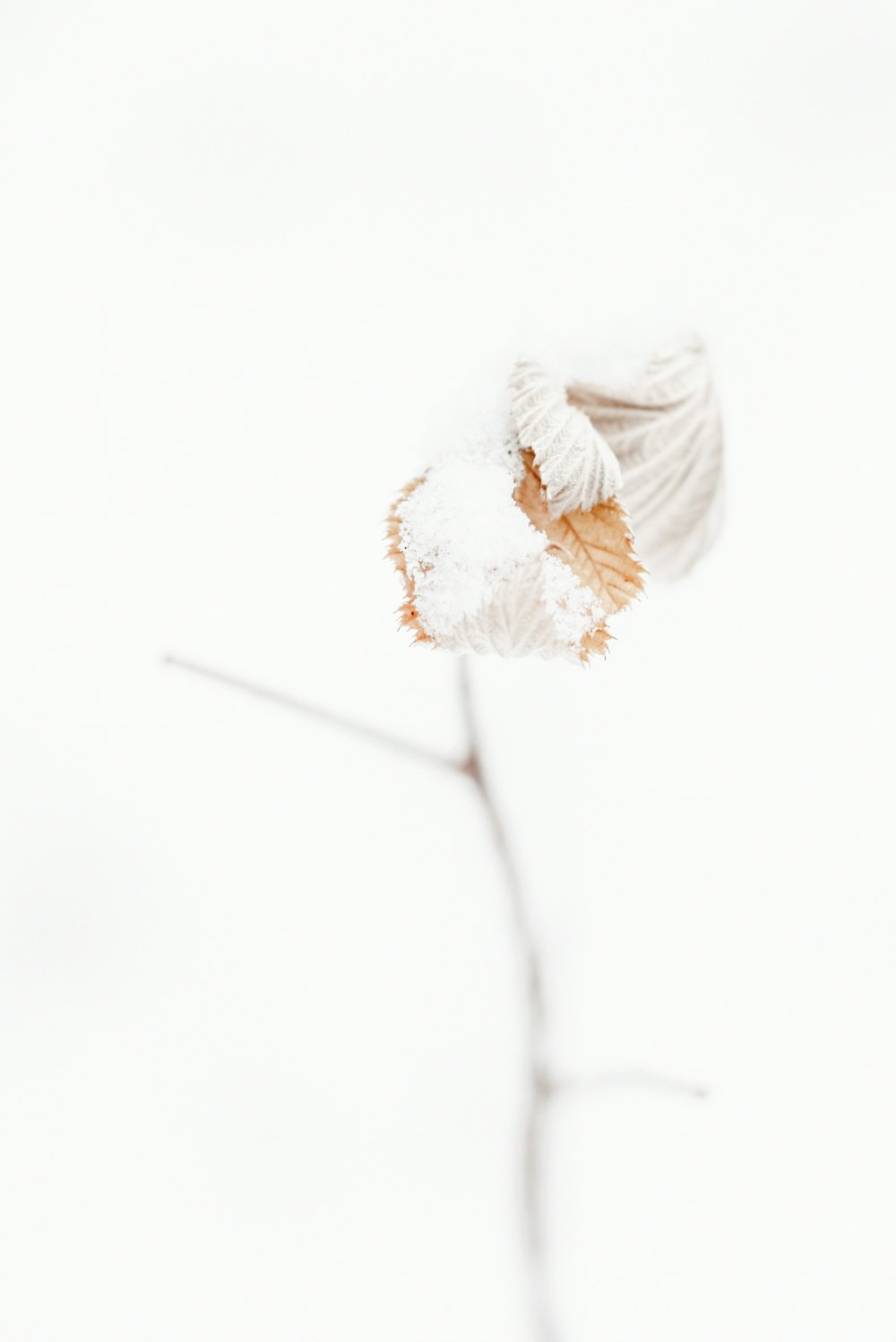 a snow covered branch with a leaf on it