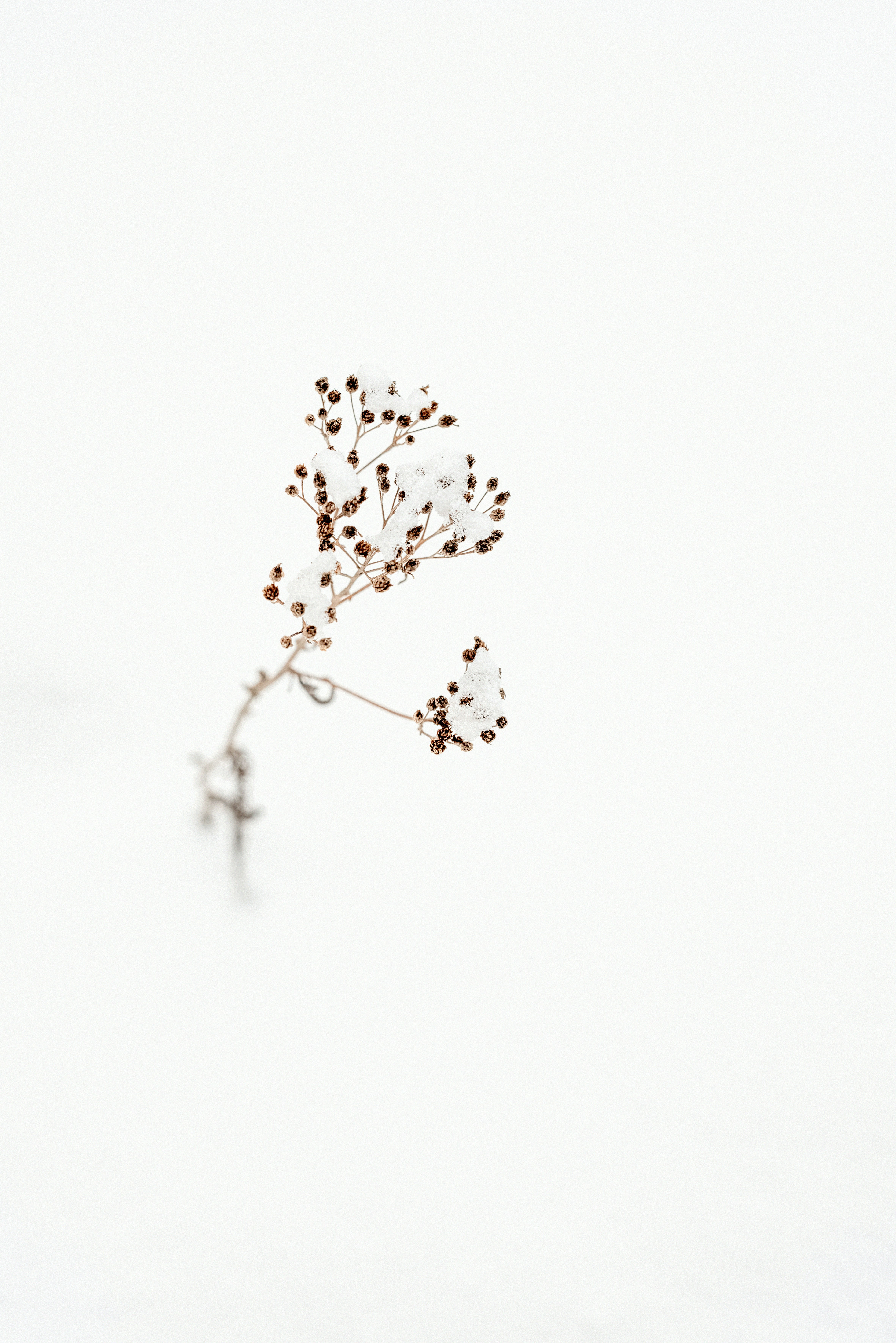 floral wallpaper delicate, wallpaper, Wedding Bouquet Preservation: Keep Memories Alive 5