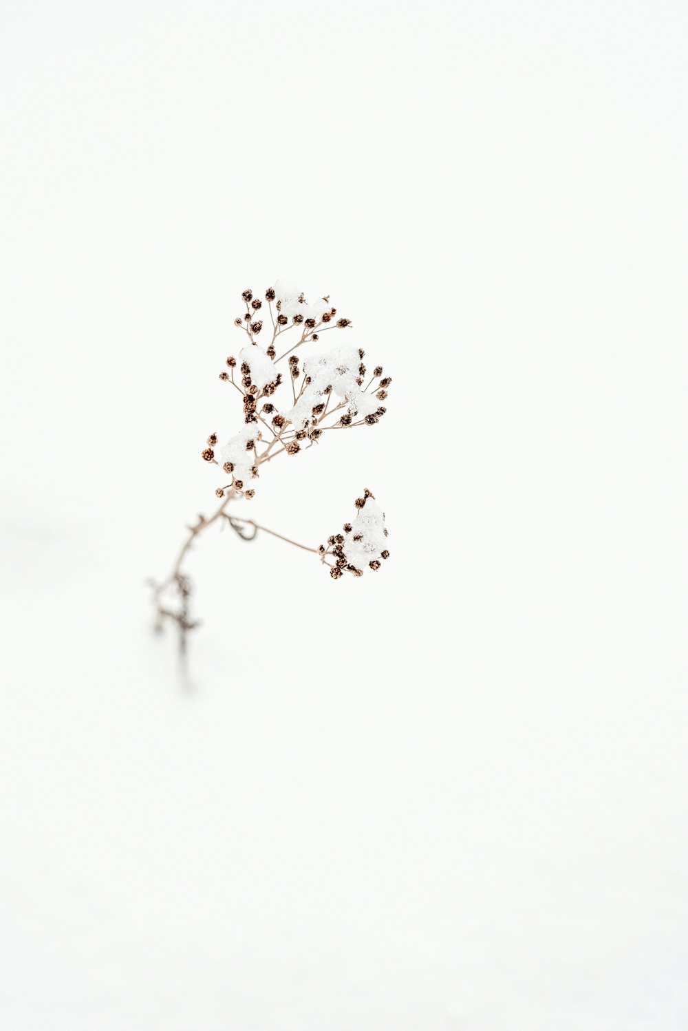 a single white flower on a white background