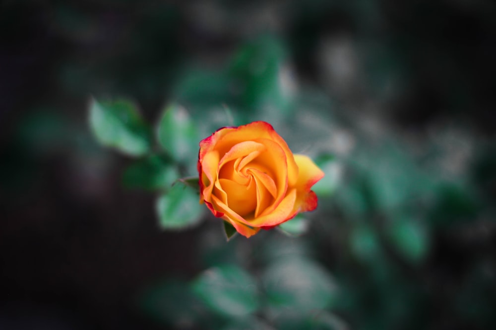 a single orange rose with green leaves in the background